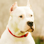 Otto, the incredible glass cleaner fish in aquariums Dogo Argentino: o cão proibido em vários países por ser perigoso