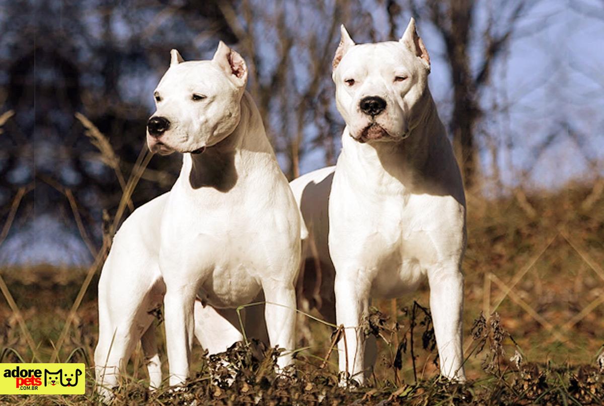 Dogo Argentino: the dog banned in various countries for being dangerous