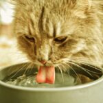 Kidney failure in dogs and cats, pay attention to the symptoms Insuficiência renal em Cães e Gatos, fique atento aos sintomas