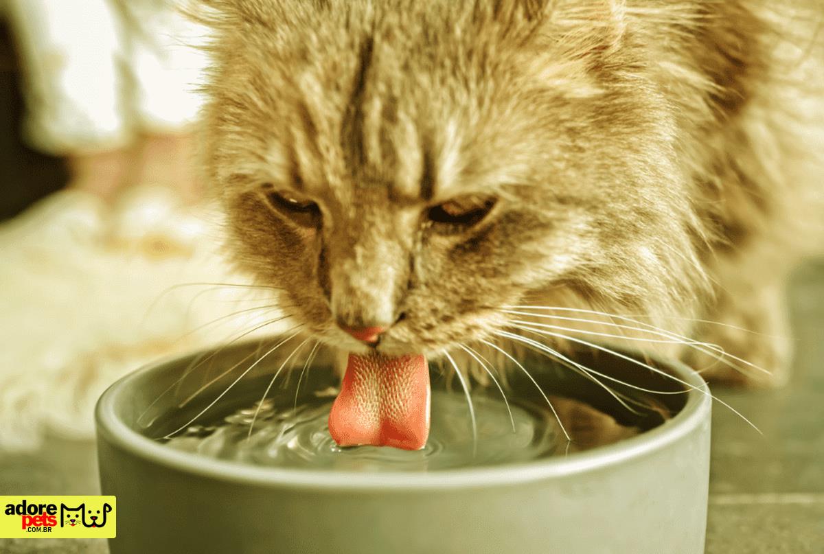 Kidney failure in dogs and cats, pay attention to the symptoms Insuficiência renal em Cães e Gatos, fique atento aos sintomas