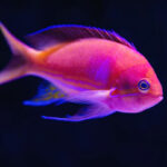 Otto, the incredible glass cleaner fish in aquariums Otto, o incrível peixe limpador de vidro em aquários