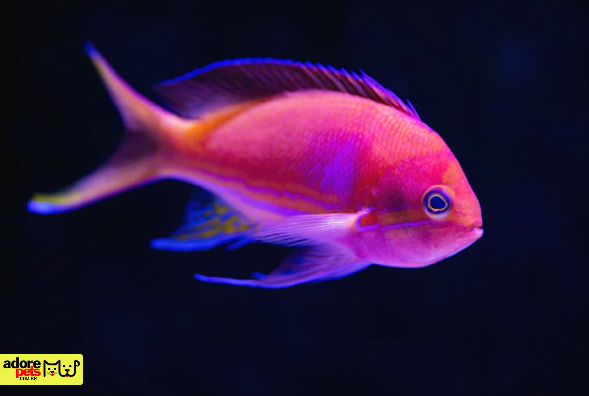 Otto, the incredible glass cleaner fish in aquariums Otto, o incrível peixe limpador de vidro em aquários