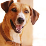 Border Collie: Intelligence and elegance on four legs Descubra a história e alegria do Vira-Lata Caramelo