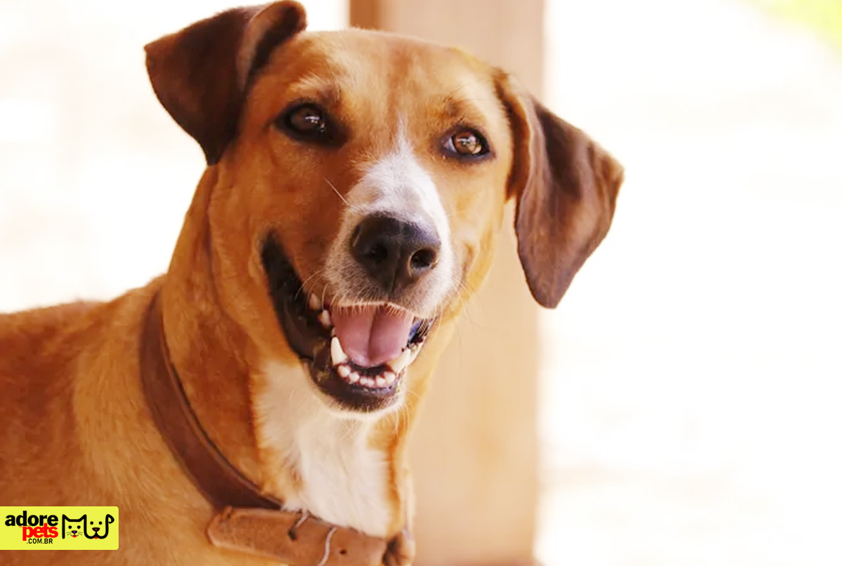 Discover the history and joy of the Caramelo Mixed-Breed Descubra a história e alegria do Vira-Lata Caramelo