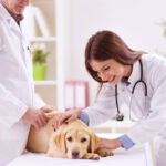 The veterinarian is essential for your pet’s health O veterinário é essencial para a saúde do seu Pet