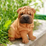 Meet the Shar-Pei, the Chinese wrinkled dog breed Conheça o Shar-Pei, a raça de cachorro enrugado