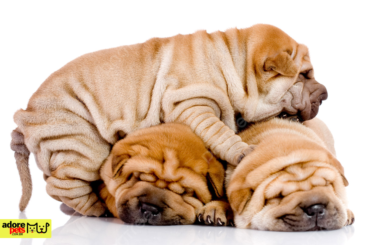 Meet the Shar-Pei, the wrinkled dog breed