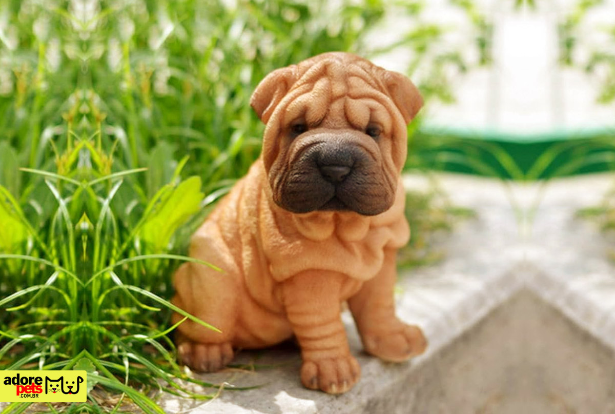 Meet the Shar-Pei, the Chinese wrinkled dog breed Conheça o Shar-Pei, a raça de cachorro enrugado
