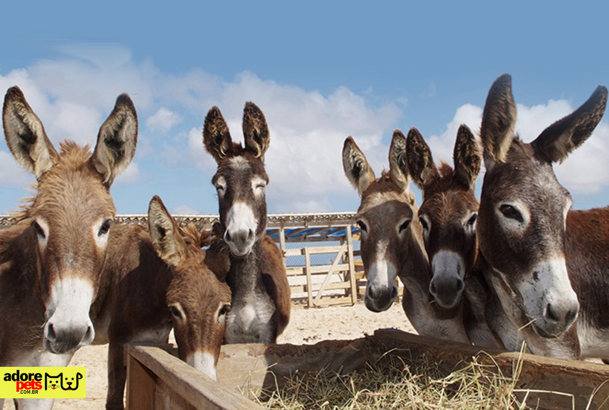 Donkey: Learn about the history of these tireless asinines