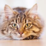 Study shows that having a cat reduces the risk of heart attack by 30% Estudo: Ter gatos reduz em 30% o risco de infarto