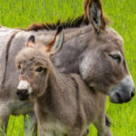 Donkey: Discover the story of these tireless donkeys Jumento: Conheça a história desses asininos incansáveis