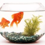 Did you know that Fish are the most popular pets in the world? Peixes de Aquário: Os pets mais populares do mundo