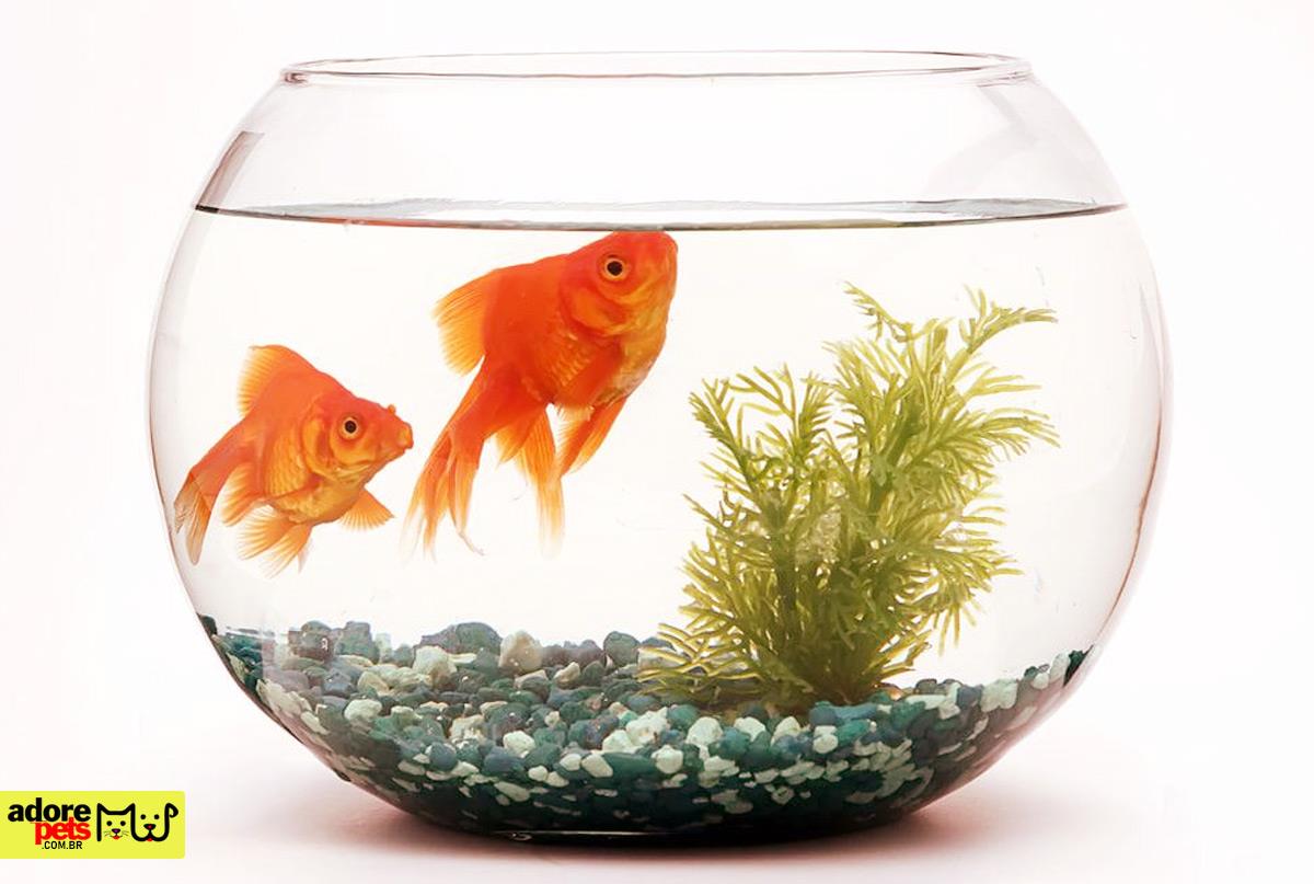 Did you know that Fish are the most popular pets in the world? Peixes de Aquário: Os pets mais populares do mundo