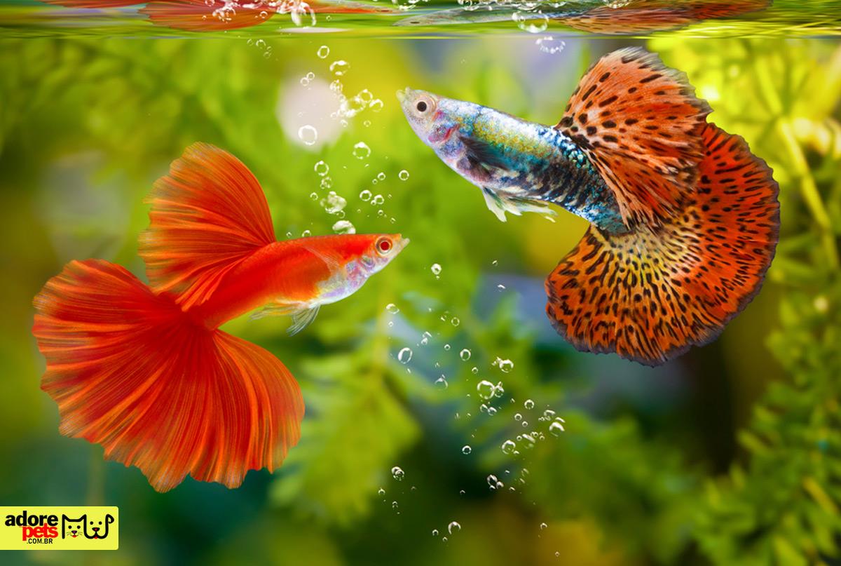 Aquarium Fish: The Most Popular Pets in the World
