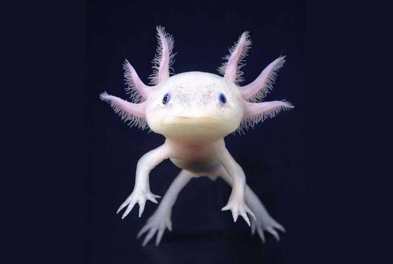 The 10 Most Fascinating Exotic Pets Os 10 Animais Exóticos de Estimação mais fascinantes