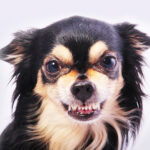 Understanding the aggressive dog Compreendendo o cachorro agressivo