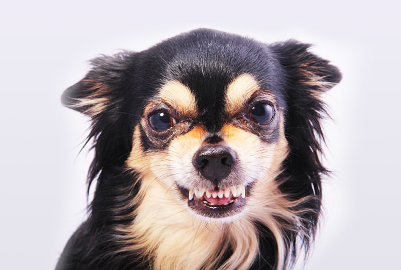 Understanding the aggressive dog Compreendendo o cachorro agressivo