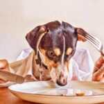 The importance of proper nutrition for your Pet Você alimenta seu animal de estimação com ração ou comida caseira?