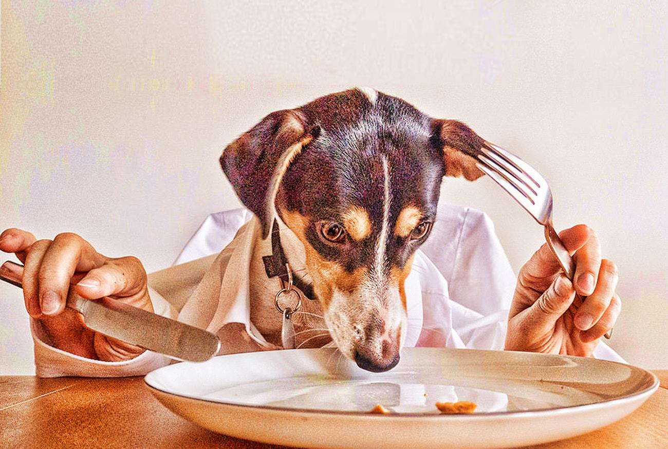 The importance of proper nutrition for your Pet Você alimenta seu animal de estimação com ração ou comida caseira?
