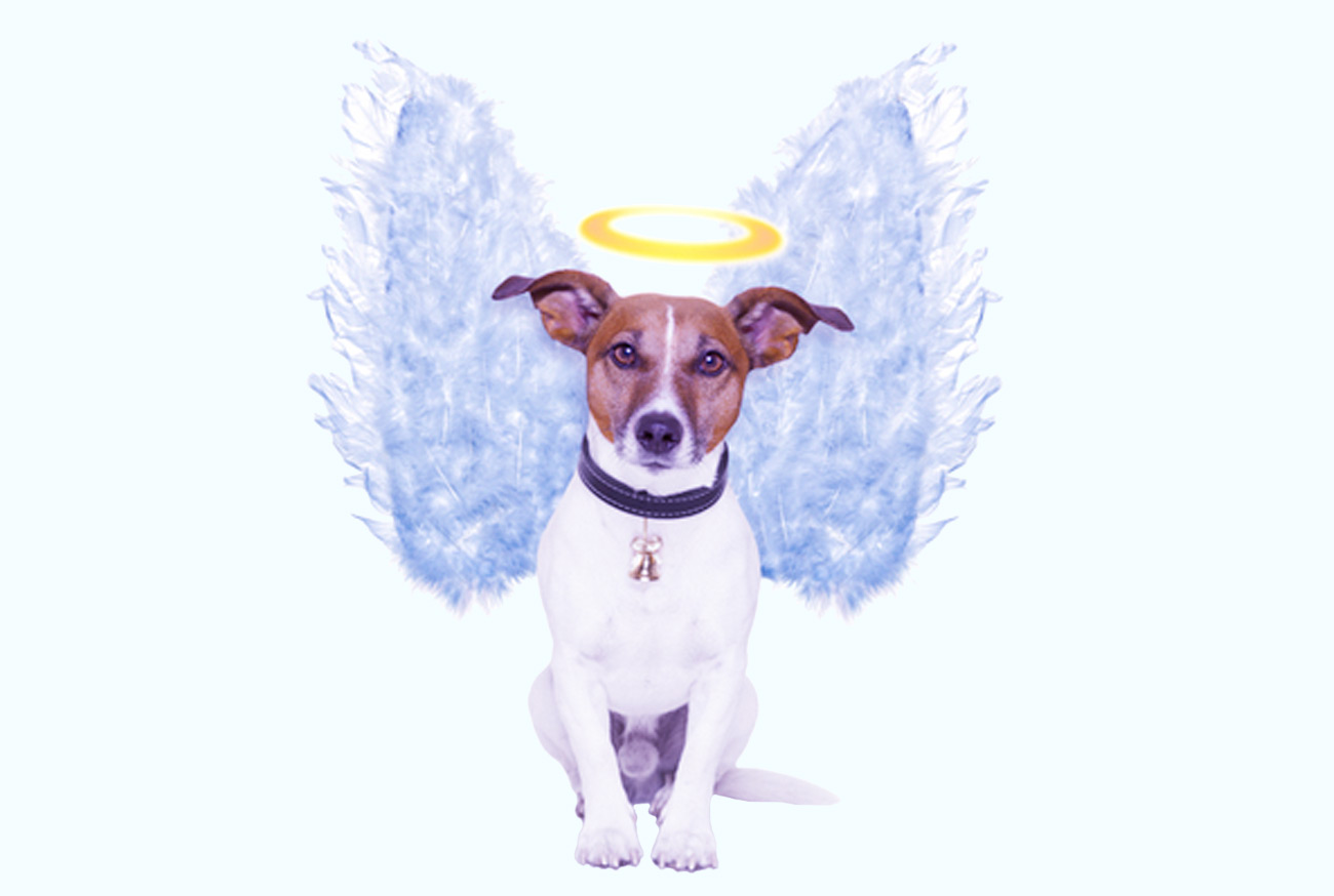 Journey of loss: Message for those who have lost a pet Mensagem para quem perdeu um animal de estimação