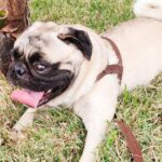 Always pay attention and care for your Pug in the heat Mantenha a atenção e os cuidados com seu Pug no calor