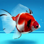 Essential care for Ryukin fish Cuidados essenciais para o peixe Ryukin