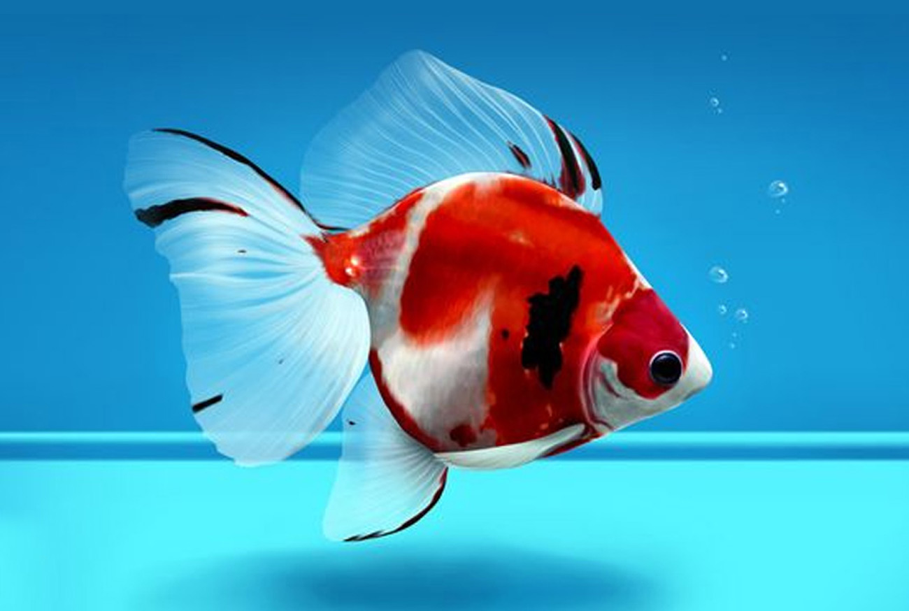 Essential care for Ryukin fish Cuidados essenciais para o peixe Ryukin