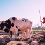 Animals and Labor Day: An essential partnership for life Animais e o Dia do Trabalho: Uma parceria essencial