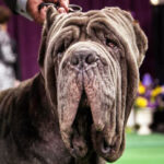 Meet the Neapolitan Mastiff: a fascinating wrinkled dog Conheça o Mastim Napolitano: um cachorro enrugado fascinante