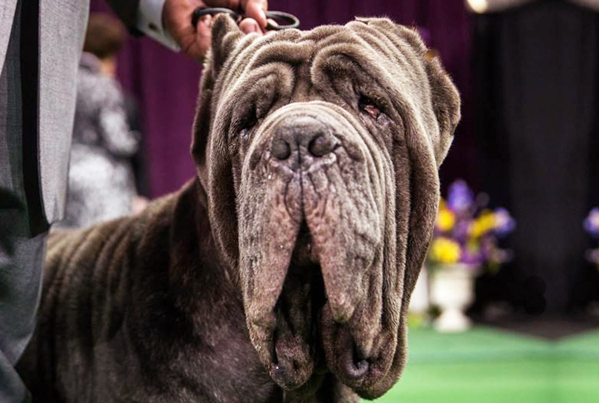 Meet the Neapolitan Mastiff: a fascinating wrinkled dog Conheça o Mastim Napolitano: um cachorro enrugado fascinante