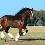 Percheron: The giant, gentle and versatile horse breed Percheron: A raça de cavalo gigante, gentil e versátil