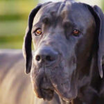 What is the biggest dog breed in the world? Great Dane images/adorepets/racas/cachorros/2024/dogue-alemao.jpg#joomlaImage://local-images/adorepets/racas/cachorros/2024/dogue-alemao.jpg?width=1200&height=807