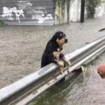 Animals and Labor Day: An essential partnership for life DONATE: The Situation of Animals at SOS Rio Grande do Sul