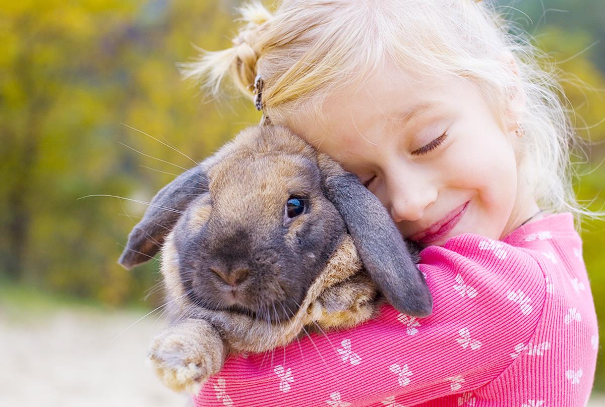 The best small pets for every type of home Os melhores animais de estimação pequenos para cada tipo de residência