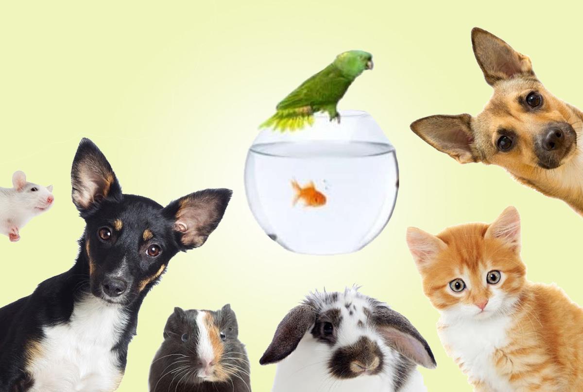 The best small pets for every type of home