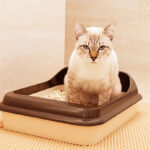 Types of cat litter: Choose the best one for your feline Tipos de areia de gato: Escolha a melhor para seu felino
