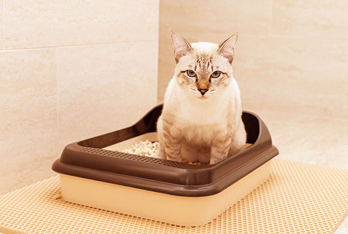 Types of cat litter: Choose the best one for your feline Tipos de areia de gato: Escolha a melhor para seu felino