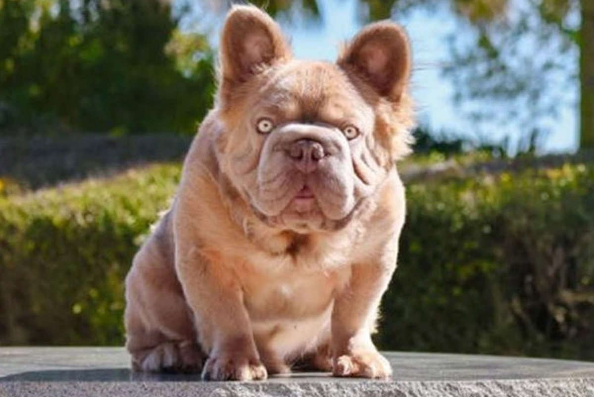 Discover the most valuable dog in the world: Rope Daddy Descubra o cachorro mais valioso do mundo: Rope Daddy