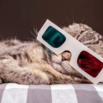 Learn how to choose a “Movie to Watch with My Cat” Saiba como escolher um "Filme para Assistir com Meu Gato"