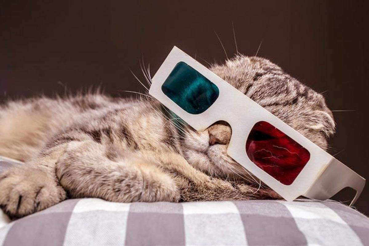 Learn how to choose a “Movie to Watch with My Cat” Saiba como escolher um "Filme para Assistir com Meu Gato"