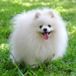 Pomeranian: Complete Care Guide and Essential Tips Lulu da Pomerânia: Guia completo de cuidados e dicas essenciais