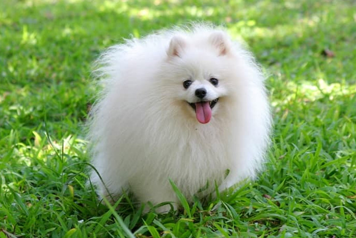 Pomeranian: Complete Care Guide and Essential Tips Lulu da Pomerânia: Guia completo de cuidados e dicas essenciais