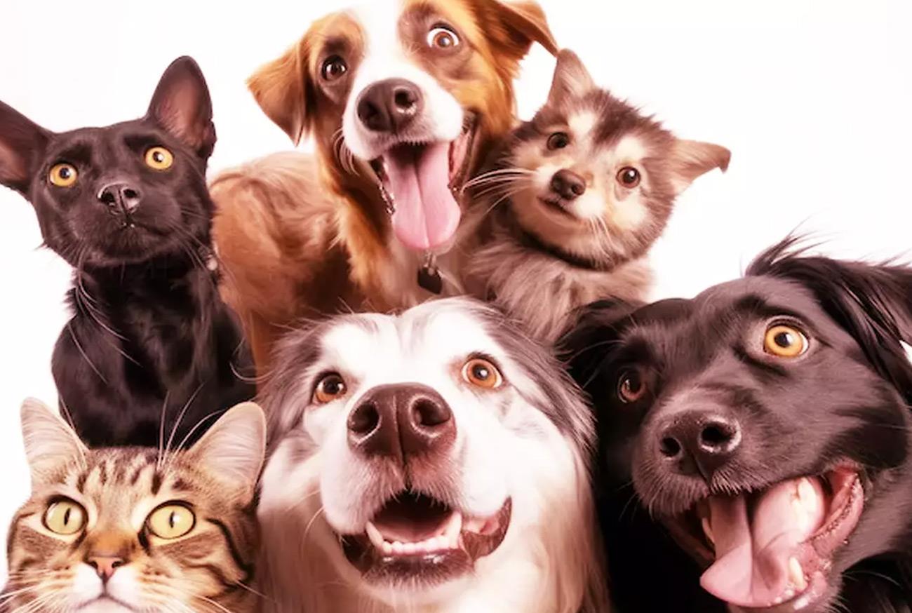 Celebrate World Animal Day with lots of love on October 4th! Celebre o Dia Mundial dos Animais em 4 de outubro!