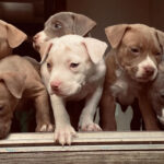 Tips on how to choose a beautiful and perfect name for my pet Dicas de como escolher um perfeito nome para meu pet