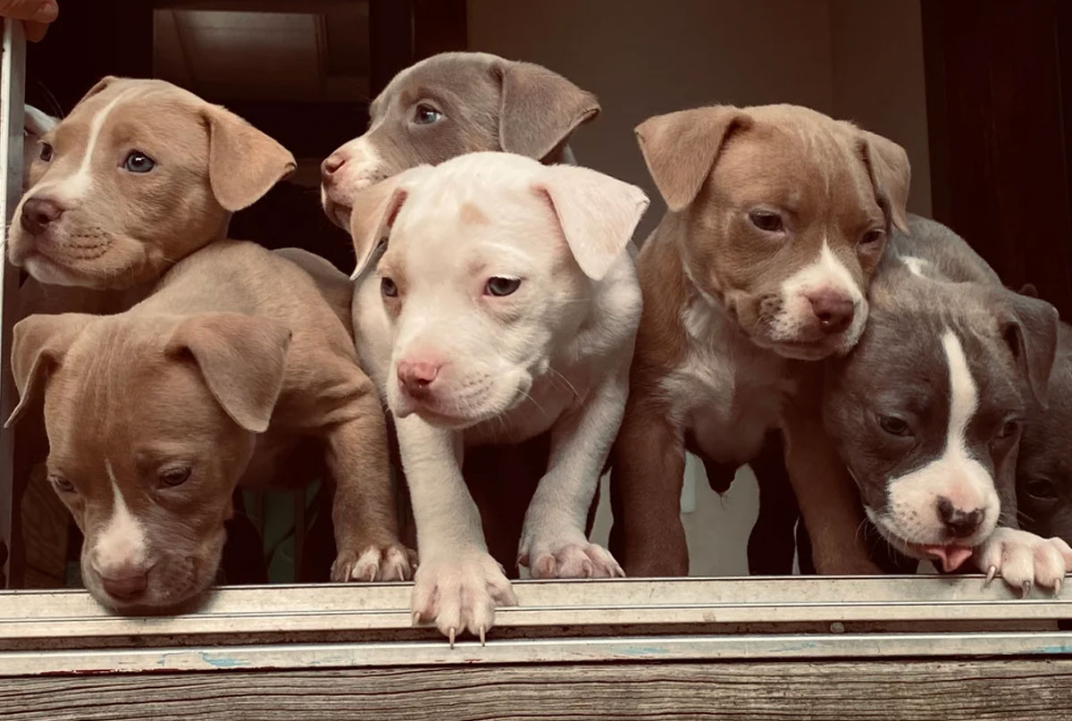 Tips on how to choose a beautiful and perfect name for my pet Dicas de como escolher um perfeito nome para meu pet