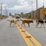 Dogs running loose on the streets: whose responsibility is it? Cachorro solto na rua: de quem é a responsabilidade?