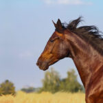 Bay Horse: Beauty, characteristics, care and curiosities Cavalo Baio: Beleza, características, cuidados e curiosidades