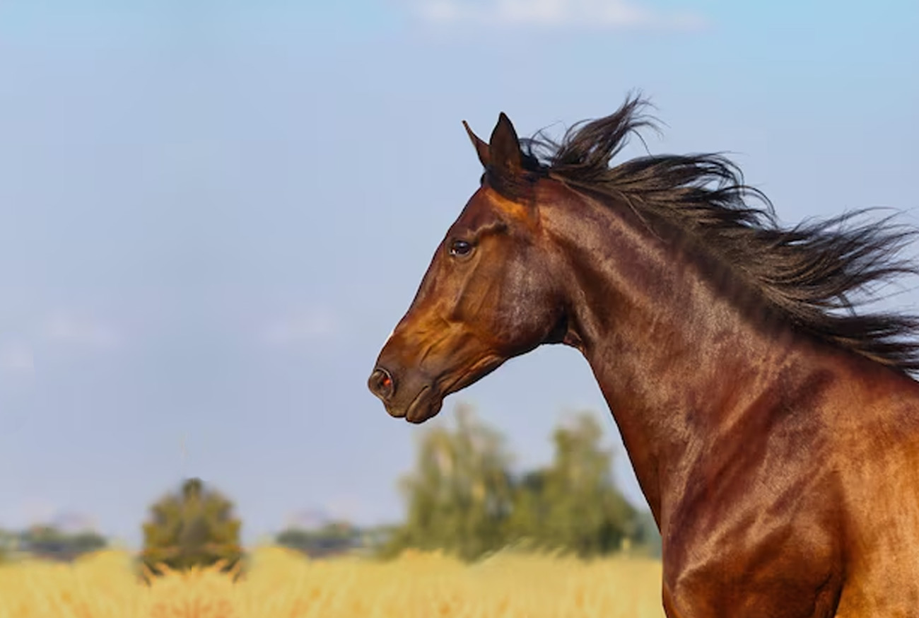 Bay Horse: Beauty, characteristics, care and curiosities Cavalo Baio: Beleza, características, cuidados e curiosidades