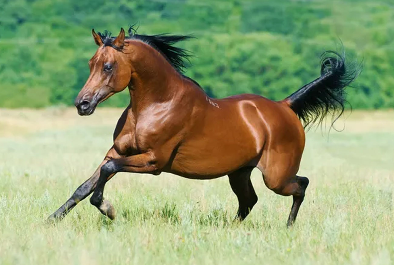 Bay Horse: Beauty, Characteristics, Care, and Fun Facts