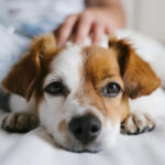 Pet Care: Tips for Your Beloved Companion’s Well-Being Cuidados com Pet: Dicas para o bem-Estar do seu amigo de estimação